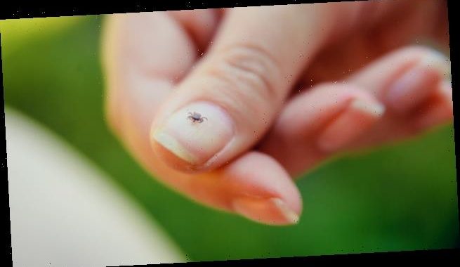 Doch besser einmalig Doxycyclin nach Zeckenstich?