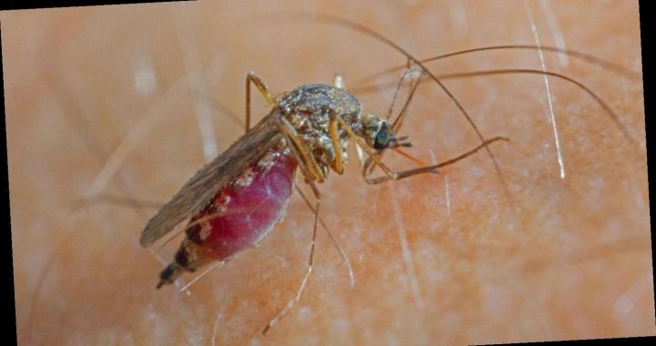 Infektion durch Mückenstich – Insekten übertragen West-Nil-Virus auch in Deutschland