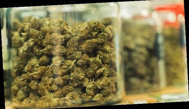 Medizinalcannabis schützen, Eigenmedikation verhindern