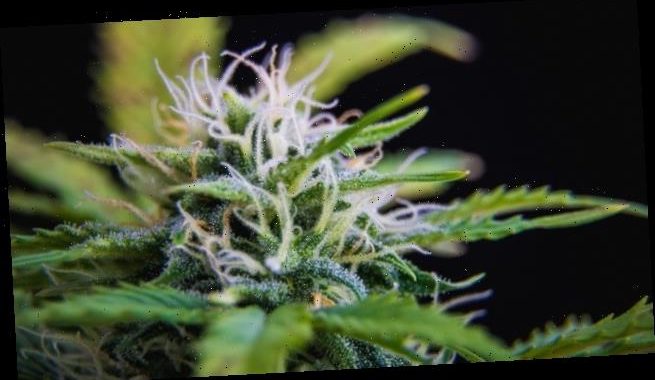 Kabinett beschließt Eckpunkte zur Cannabis-Legalisierung