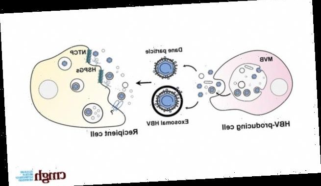 Wie Hepatitis-B-Viren infizierte Zellen verlassen
