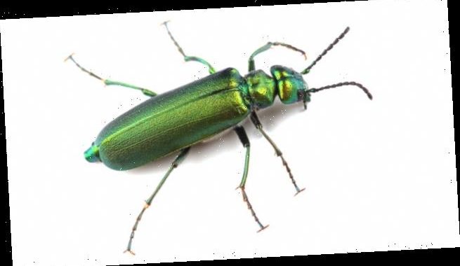 Ein Käfer namens Fliege