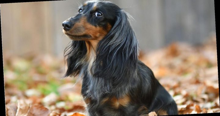 Hunde an Silvester: Martin Rütter empfiehlt Eierlikör zur Beruhigung – und erntet Kritik